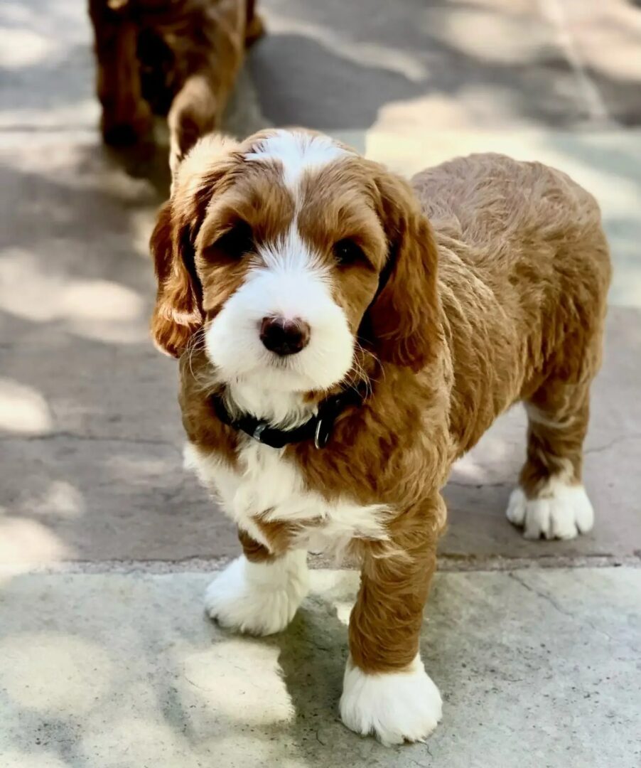 Labradoodle puppy for store sale