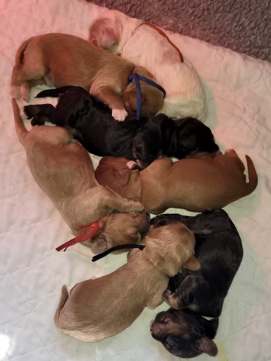 and had 7 beautiful puppies. going home 12/6/24